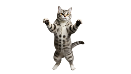 A tabby cat standing on its hind legs with paws up on a black background in a studio shot looking forward