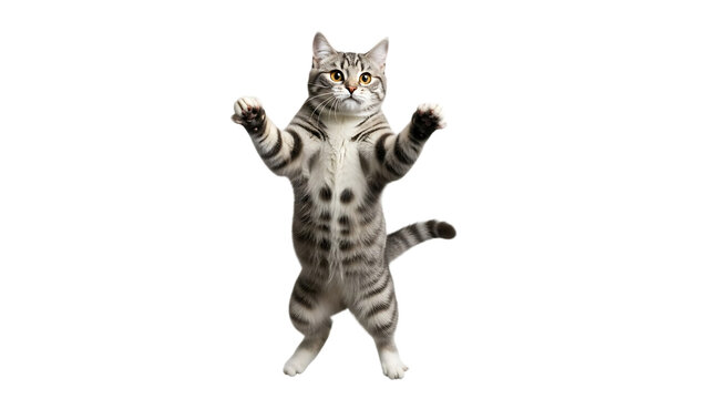 A tabby cat standing on its hind legs with paws up on a black background in a studio shot looking forward