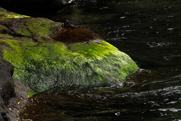 Vibrant green seaweed in Gjógv harbor waters.