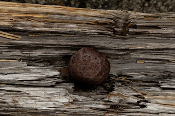 Close-up of a rusty nail embedded in old wood.