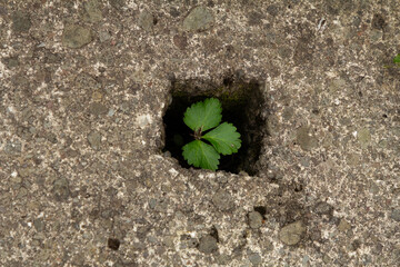 A small plant growing through a crack in a cement road.