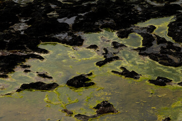 A bloom of harmful blue-green algae in water.
