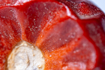 An extreme macro photograph capturing the intense red color, waxy texture, and subtle wrinkles on the surface of a chili pepper fruit, highlighting the stem base and granular res