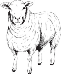 sheep hand drawing. black and white art of sheep in vector illustration