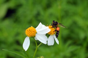 bee on a flower