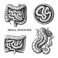 Human small intestine anatomy set in vintage engraving style, Transparent Background