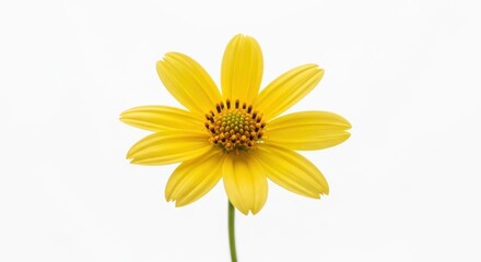 Naklejka premium Closeup of a yellow flower isolated on white background in full bloom
