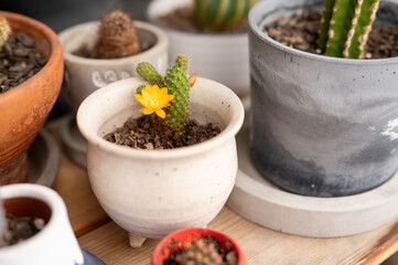Small cactus with yellow flower in ceramic pot among other potted plants. Represents home gardening, minimalist decor, and natural beauty of succulents.
