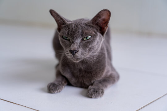 Portrait of a cool-looking gray cat with green eyes