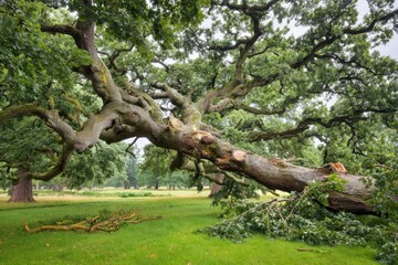 Majestic, sprawling oak tree with broken branches