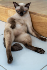 Relaxed Siamese cat sitting in a funny, laid-back pose