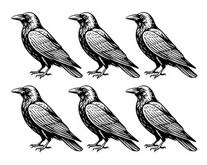 Six black crows in a woodcut style illustration on a white background