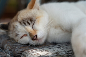 Cat taking a peaceful nap on a wooden bench in the shade