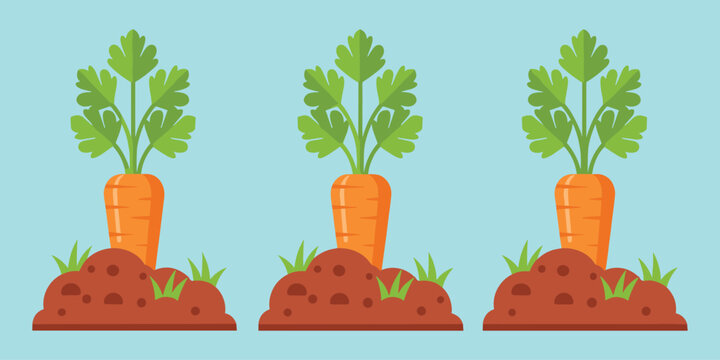 Carrot Plant" Images  Browse 717 Stock Photos, Vectors, and Video | Adobe  Stock