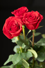 A vertical close-up of a vibrant three-rose bouquet against a dramatic black background. Symbolizes love, passion, and romance. Perfect for cards and celebrations.
