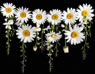 Overhead shot of white daisy blooms with yellow centers arranged artfully against a dark background