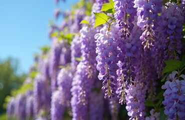 Purple wisteria flowers in full bloom against blue sky. Hanging clusters of flowers with green leaves on sunny day. Beautiful spring floral scene with vibrant colors. Fresh wisteria blossoms on vine.