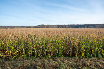 Obraz premium A field of corn is shown in the image, with some of the corn stalks still green