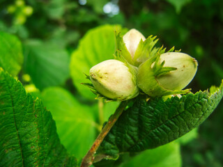 Three unripe hazelnuts on the bush