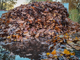 Wet pile of autumn leaves in Berlin