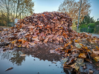 Wet pile of autumn leaves in Berlin wide angle view