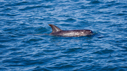Fototapeta premium Risso's Dolphins in Hualien, Taiwan