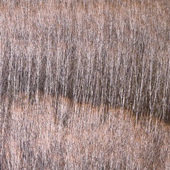 dry trees in the forest