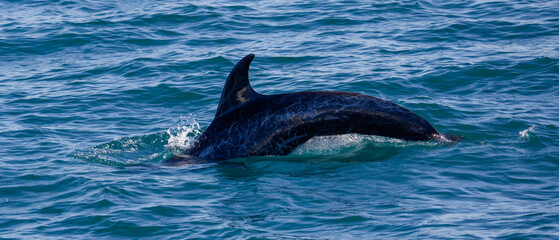 Obraz premium Risso's dolphine in Hualien, Taiwan