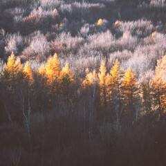autumn forest in the morning