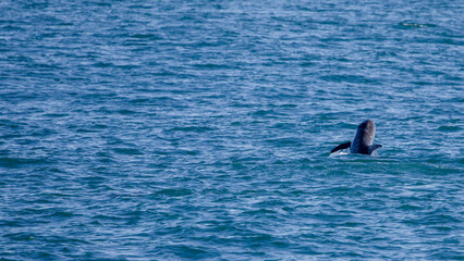 Fototapeta premium Risso's dolphine in Hualien, Taiwan