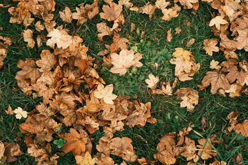 A field of grass covered in leaves