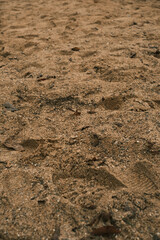 A sandy beach with a few leaves scattered around