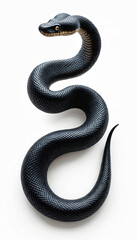 Fototapeta premium Black mamba illustration against a white background. Realistic detailed snake in a dynamic pose. Visual art of a dangerous reptile for print or web.