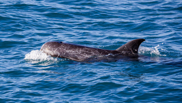 Risso's dolphine in Hualien, Taiwan