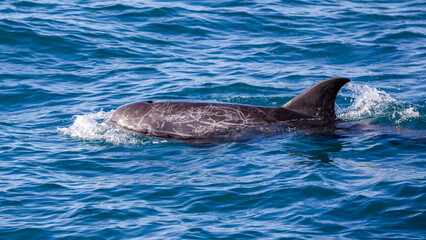 Fototapeta premium Risso's dolphine in Hualien, Taiwan