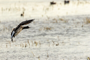 Brent Goose (Branta bernicla) - North Atlantic Coastal Goose
