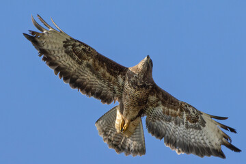 Common Buzzard (Buteo buteo) - European Woodland Raptor