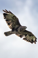 Common Buzzard (Buteo buteo) - European Woodland Raptor