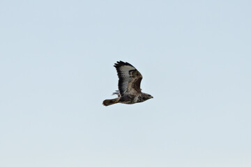Common Buzzard (Buteo buteo) - European Woodland Raptor