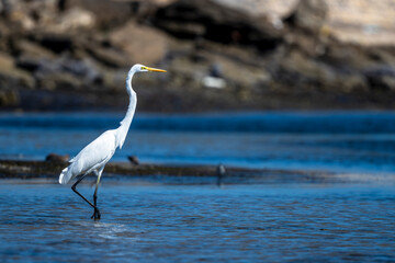 Great Egret, Ardea alba, Barr Al Hikman, Oman