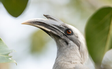 close up of a hornbill