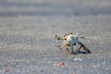 Ruddy Turnstone, Arenaria interpres, Barr Al Hikman, Oman