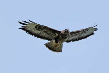 Common Buzzard (Buteo buteo) - European Woodland Raptor