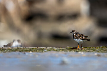 Ruddy Turnstone, Arenaria interpres, Barr Al Hikman, Oman