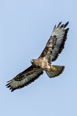 Common Buzzard (Buteo buteo) - European Woodland Raptor