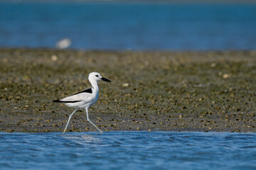 Crab-Plover, Dromas ardeola, Barr Al Hikman, Oman