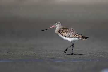Bar-tailed Godwit, Limosa lapponica, Barr Al Hikman, Oman