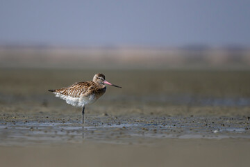 Bar-tailed Godwit, Limosa lapponica, Barr Al Hikman, Oman