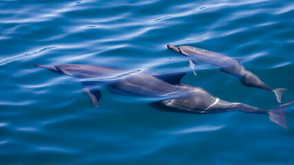 Fototapeta premium Spinner Dolphin in Hualien, Taiwan 