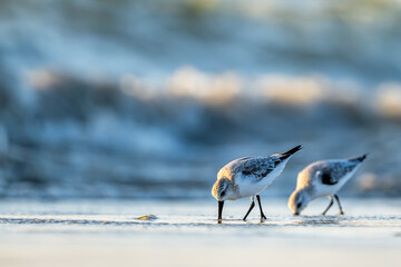 Sanderling, Calidris alba, Barr Al Hikman, Oman